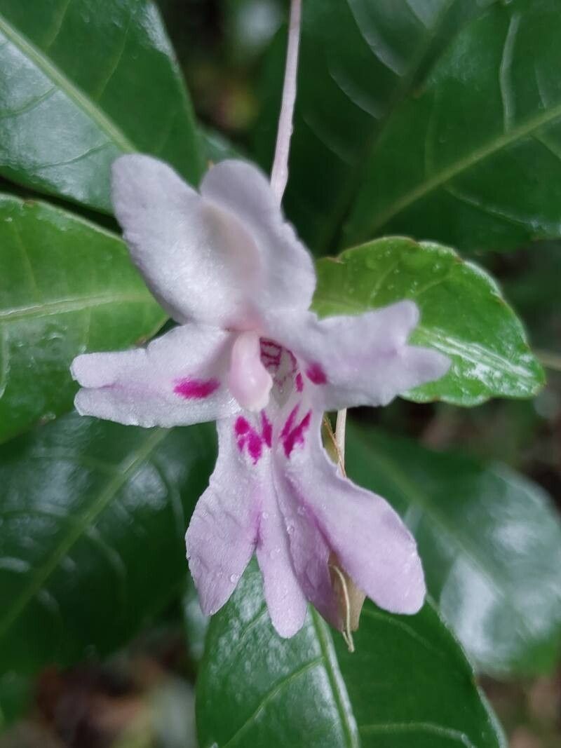 Impatiens manaharensis flower