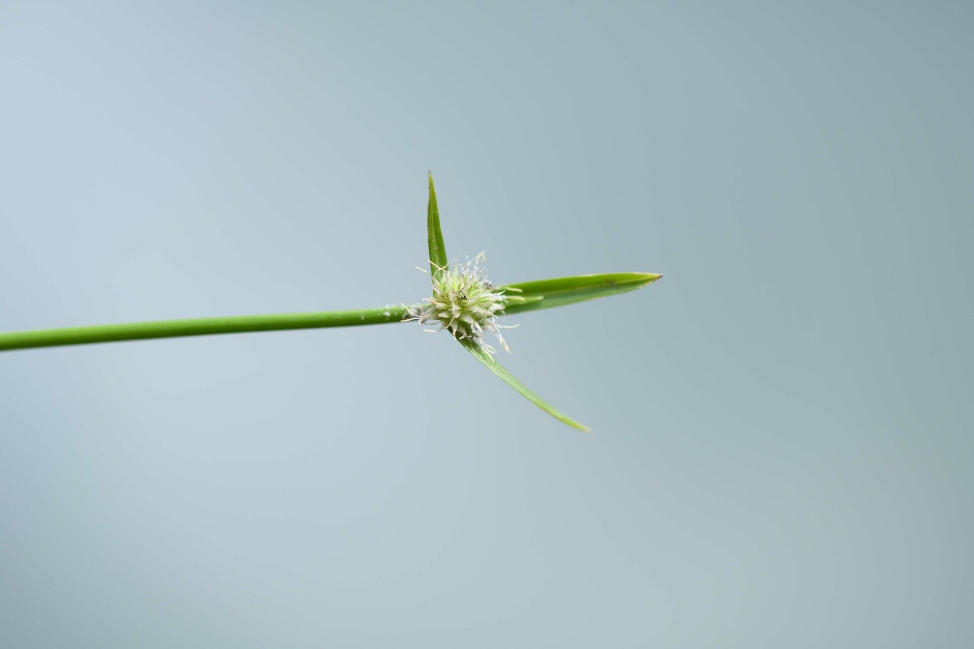 Cyperus obtusatus flower