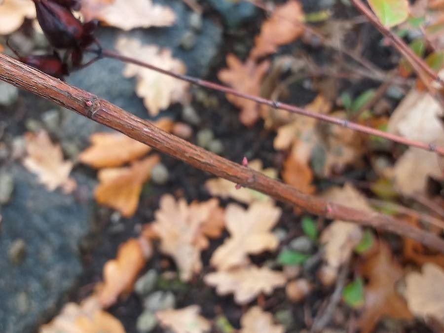 Hypericum beanii bark