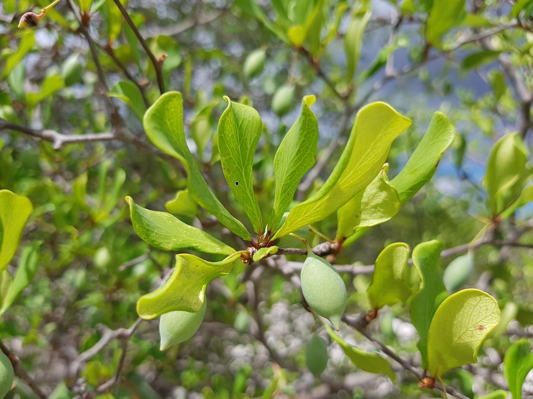 Terminalia boivinii fruit