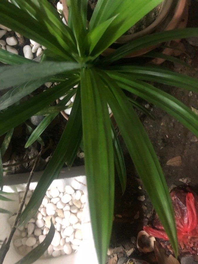 Pandanus amaryllifolius leaf