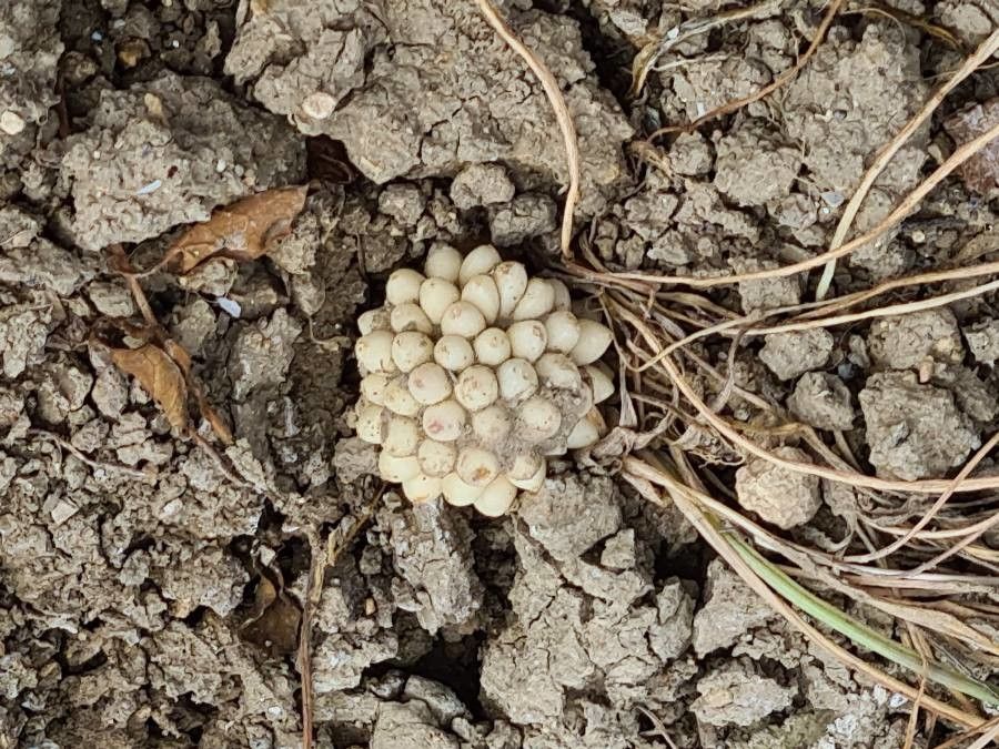 Biarum tenuifolium fruit