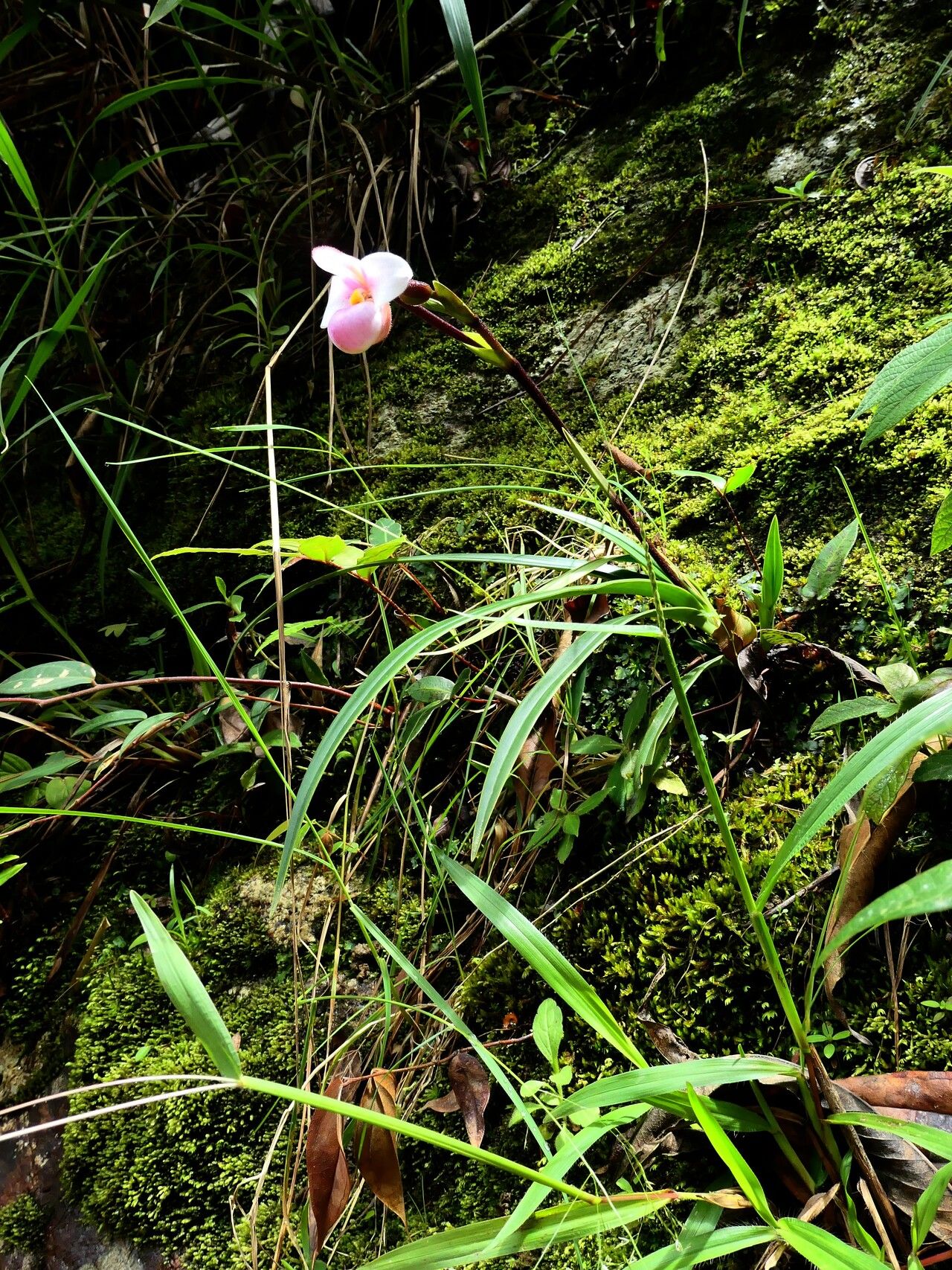 Phragmipedium schlimii habit