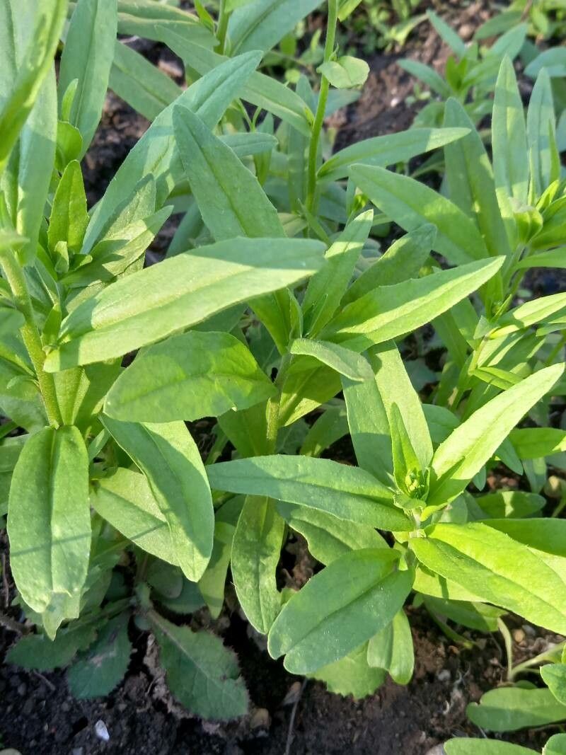 Camelina sativa — search result for 'Brassicaceae'