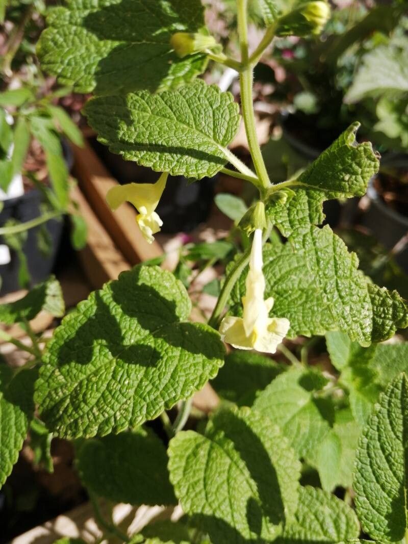 Nepeta govaniana — houseplant care guide