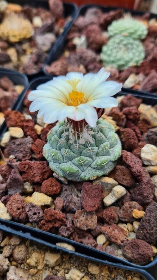 Strombocactus disciformis — houseplant care guide