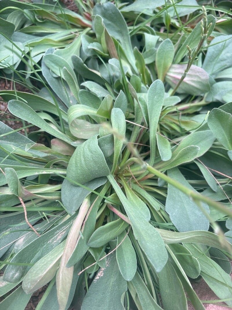 Limonium perplexum — houseplant care guide