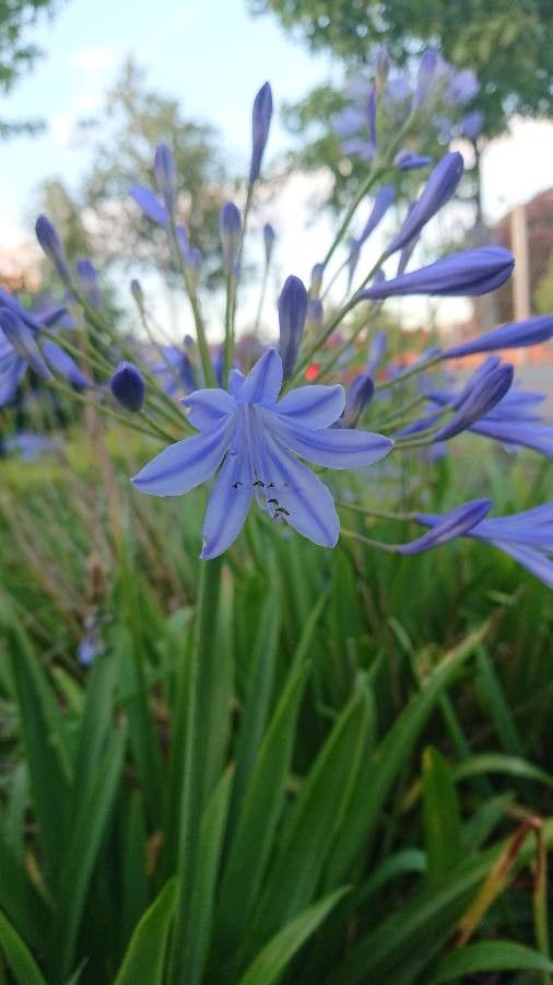 Agapanthus coddii flower