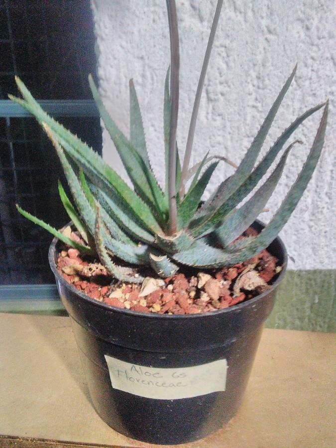 Aloe florenceae — houseplant care guide