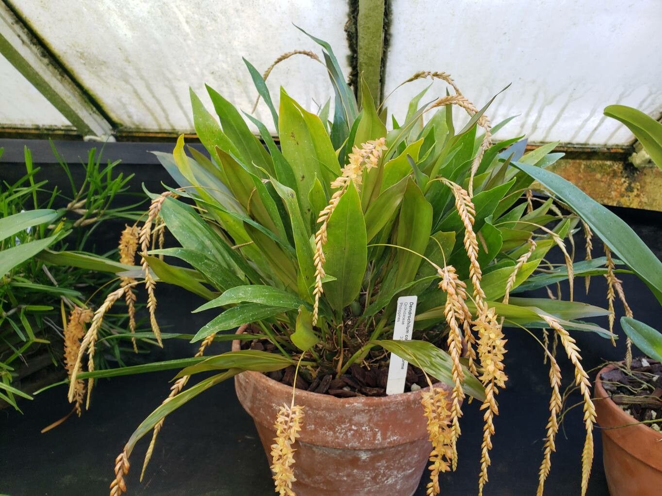 Coelogyne convallariiformis habit