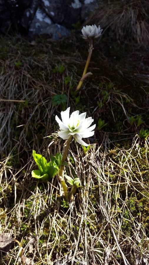 Trollius lilacinus — search result for 'Trollius'