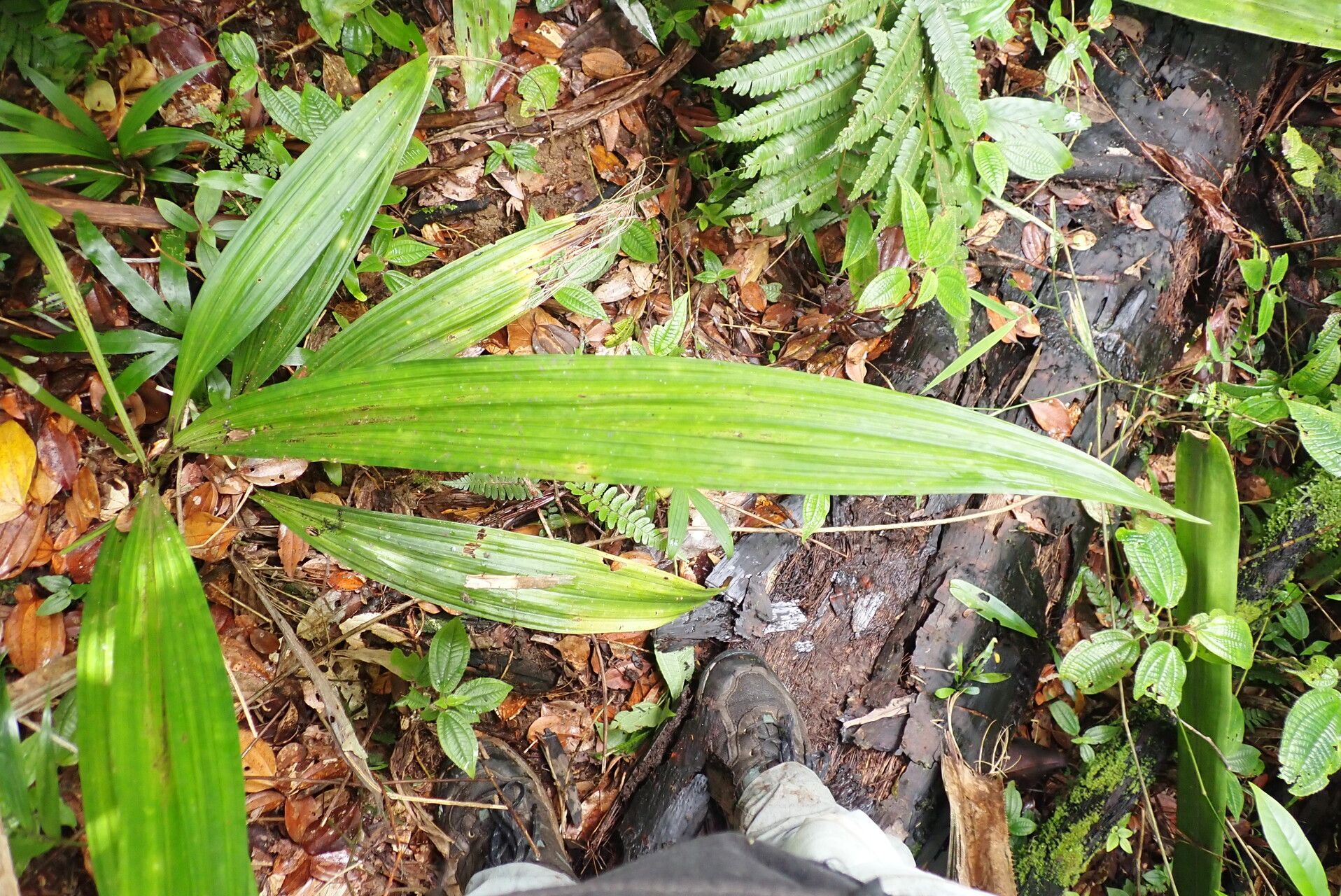 Calanthe tuberculosa — houseplant care guide