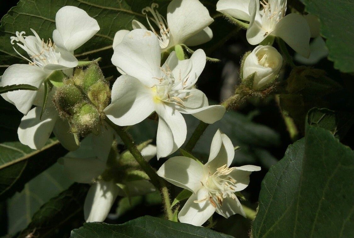 Dombeya acutangula flower