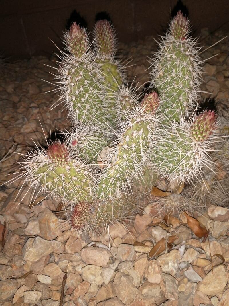 Opuntia polyacantha fruit