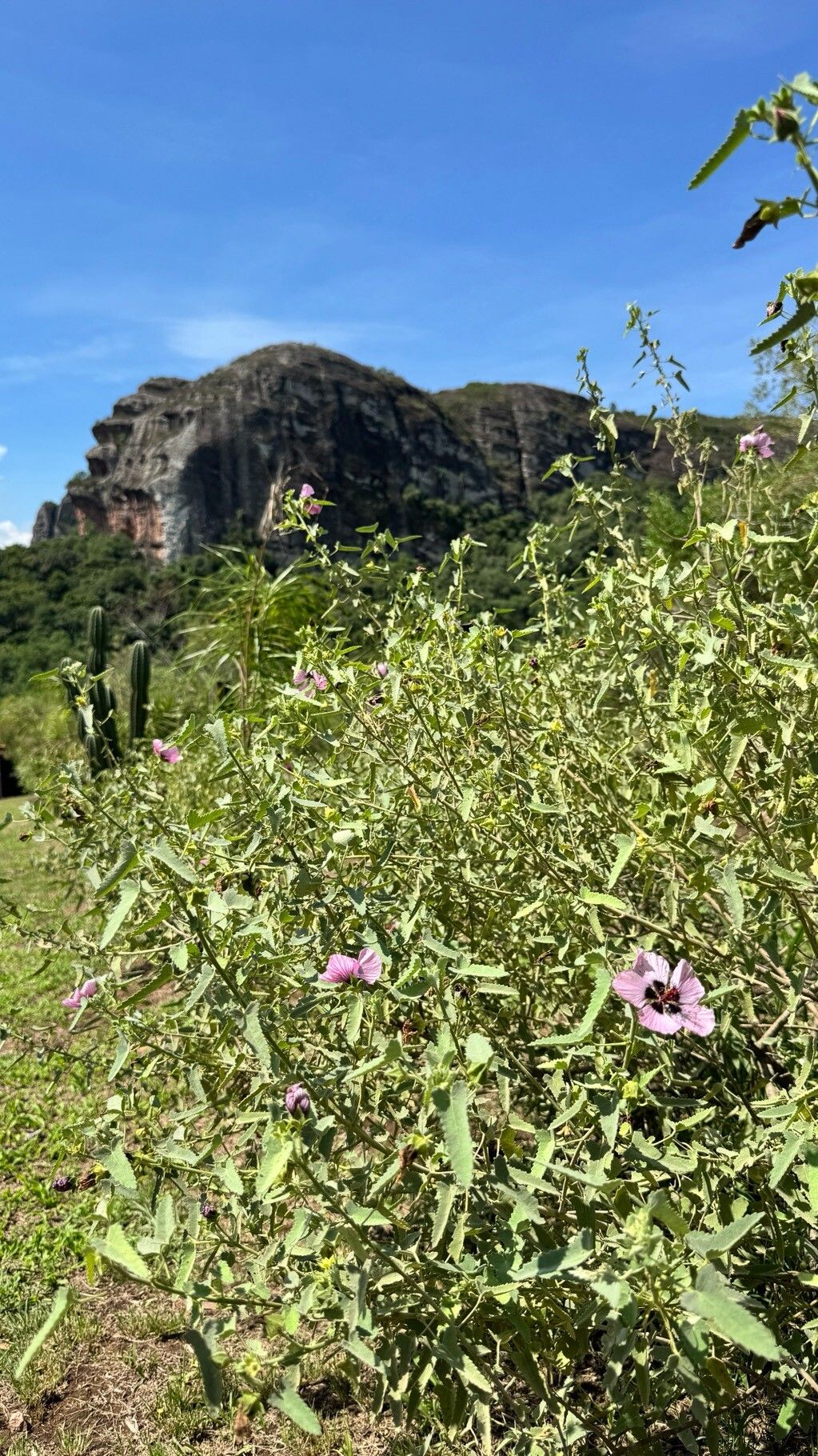Pavonia secreta habit
