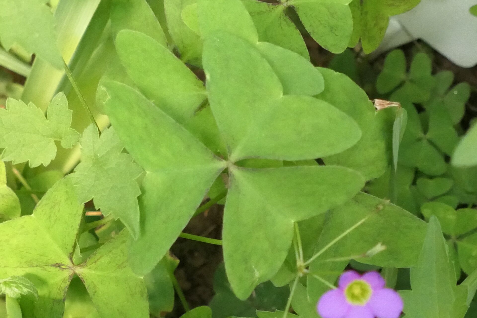 Oxalis purpurascens leaf