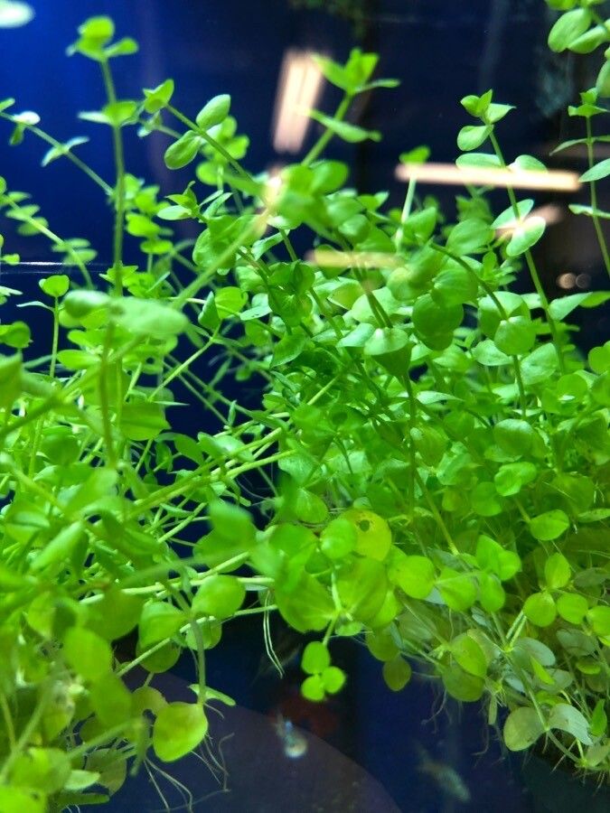 Micranthemum umbrosum leaf