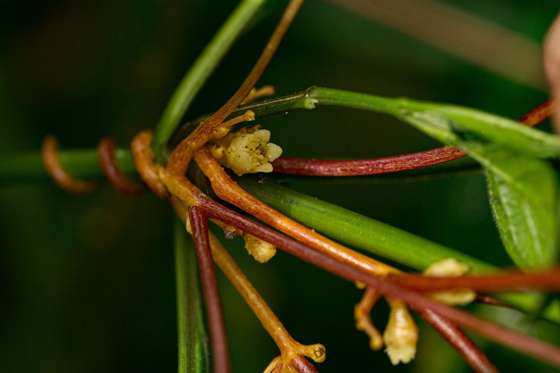 Cuscuta kilimanjari flower