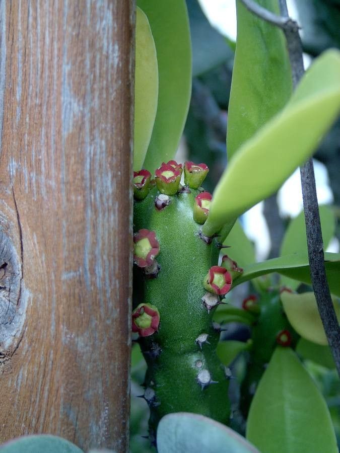 Euphorbia undulatifolia flower
