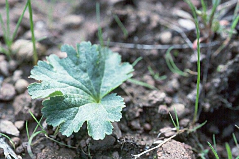 Jepsonia malvifolia — houseplant care guide