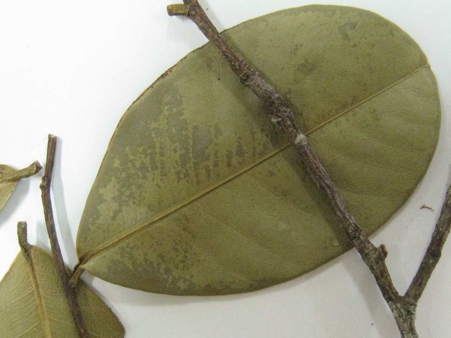 Eschweilera piresii other