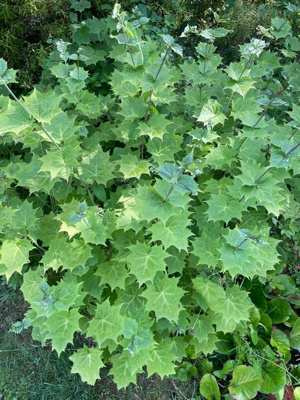 Kirengeshoma palmata — search result for 'Hydrangeaceae'