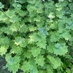 Kirengeshoma palmata