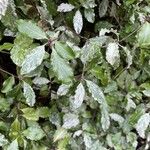 Pittosporum tenuifolium