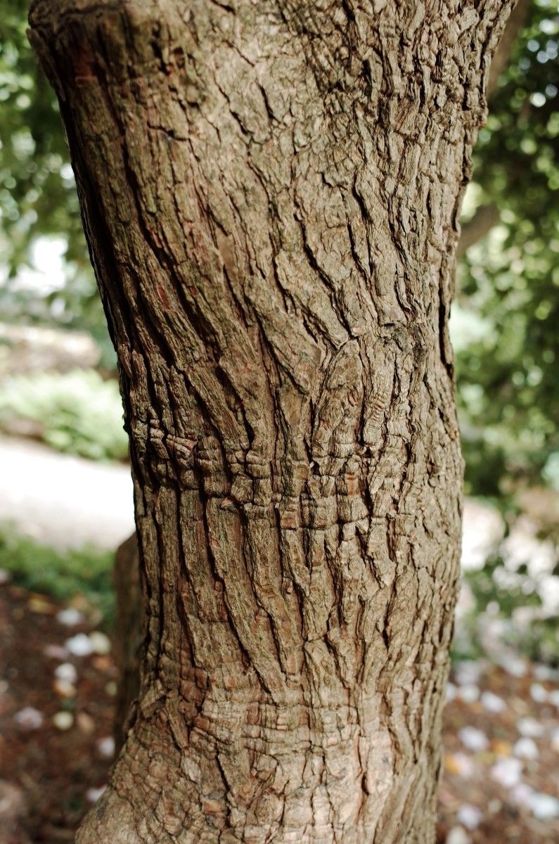 Rhododendron vernicosum bark