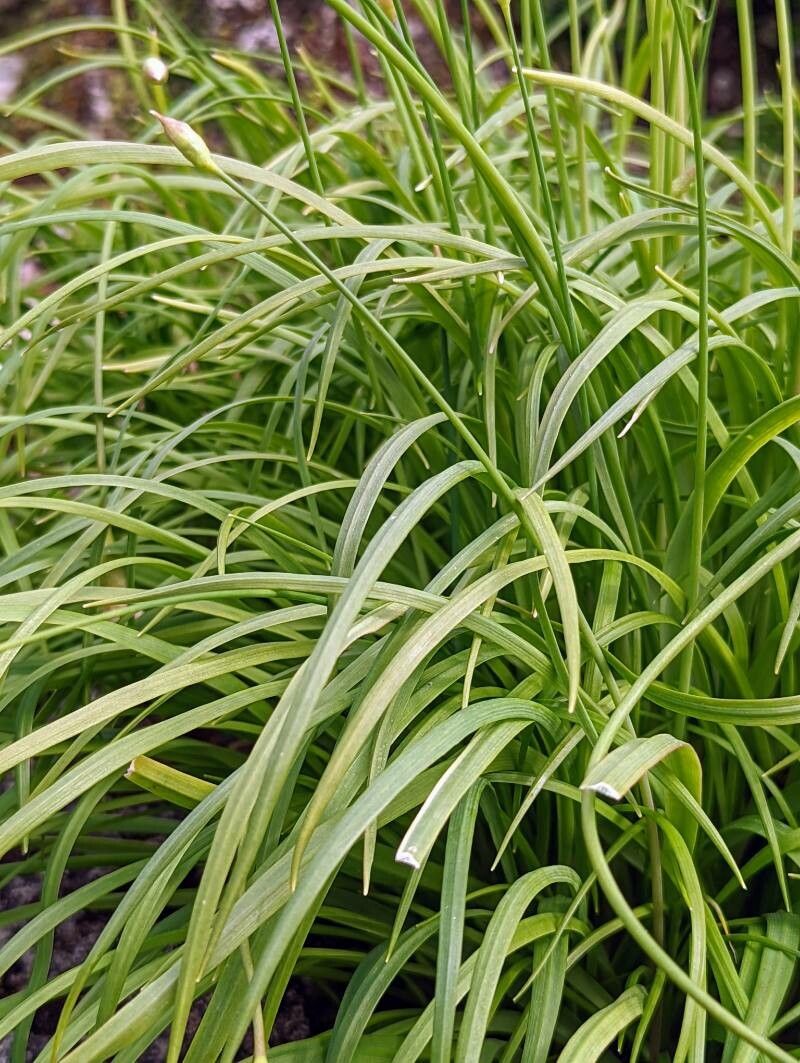 Allium zebdanense — search result for 'Jordan'