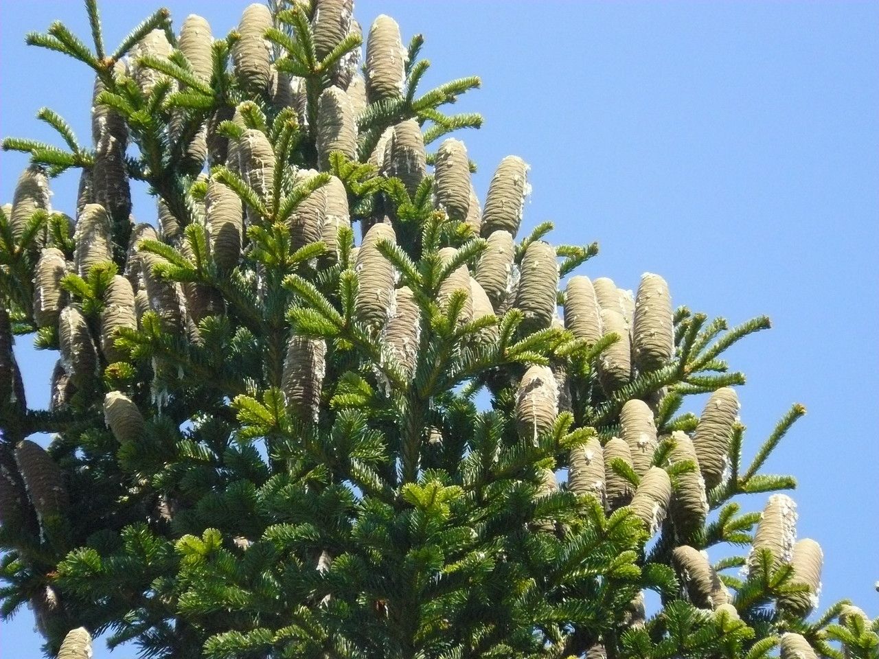 Abies cilicica fruit