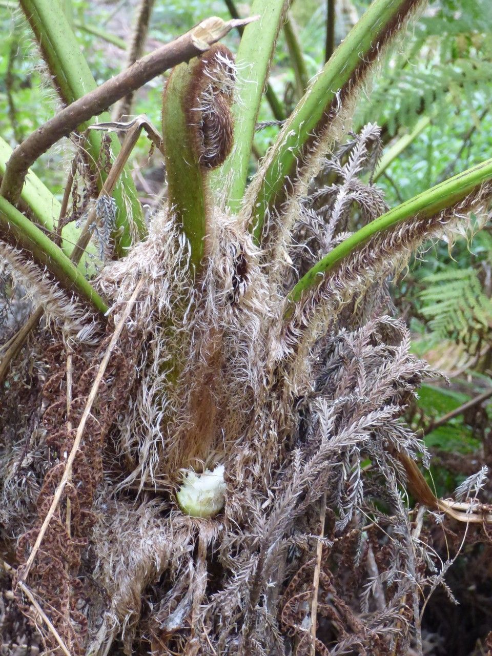 Cyathea cooperi bark