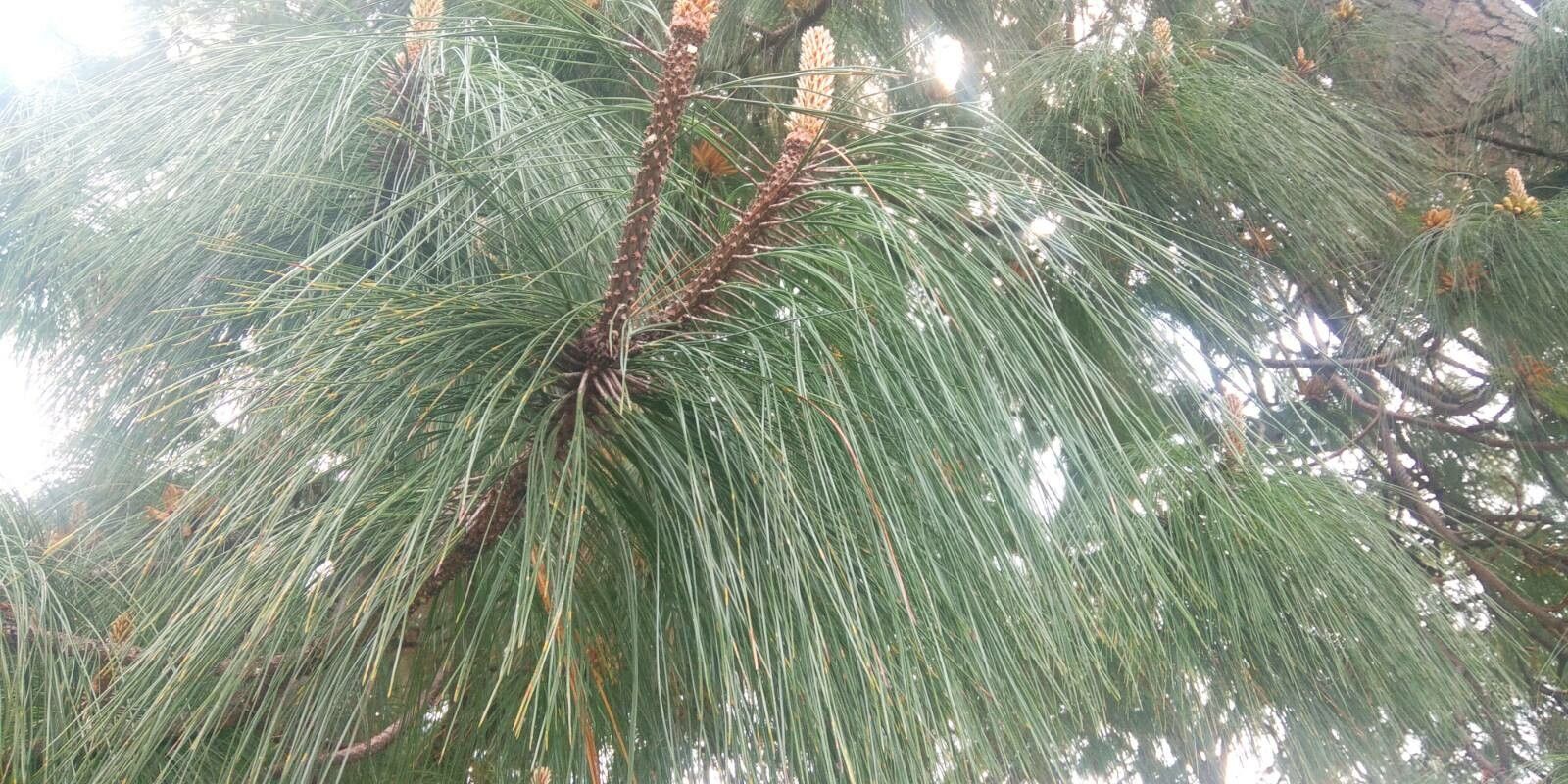 Pinus devoniana leaf