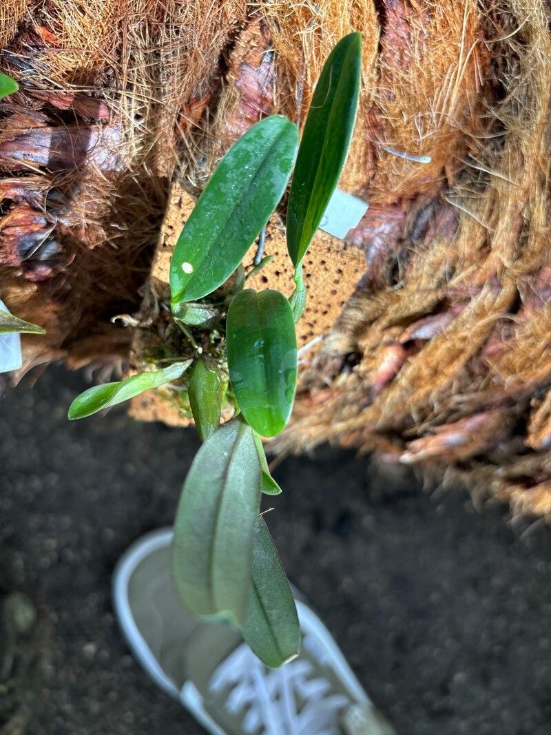Bulbophyllum baosangii — houseplant care guide