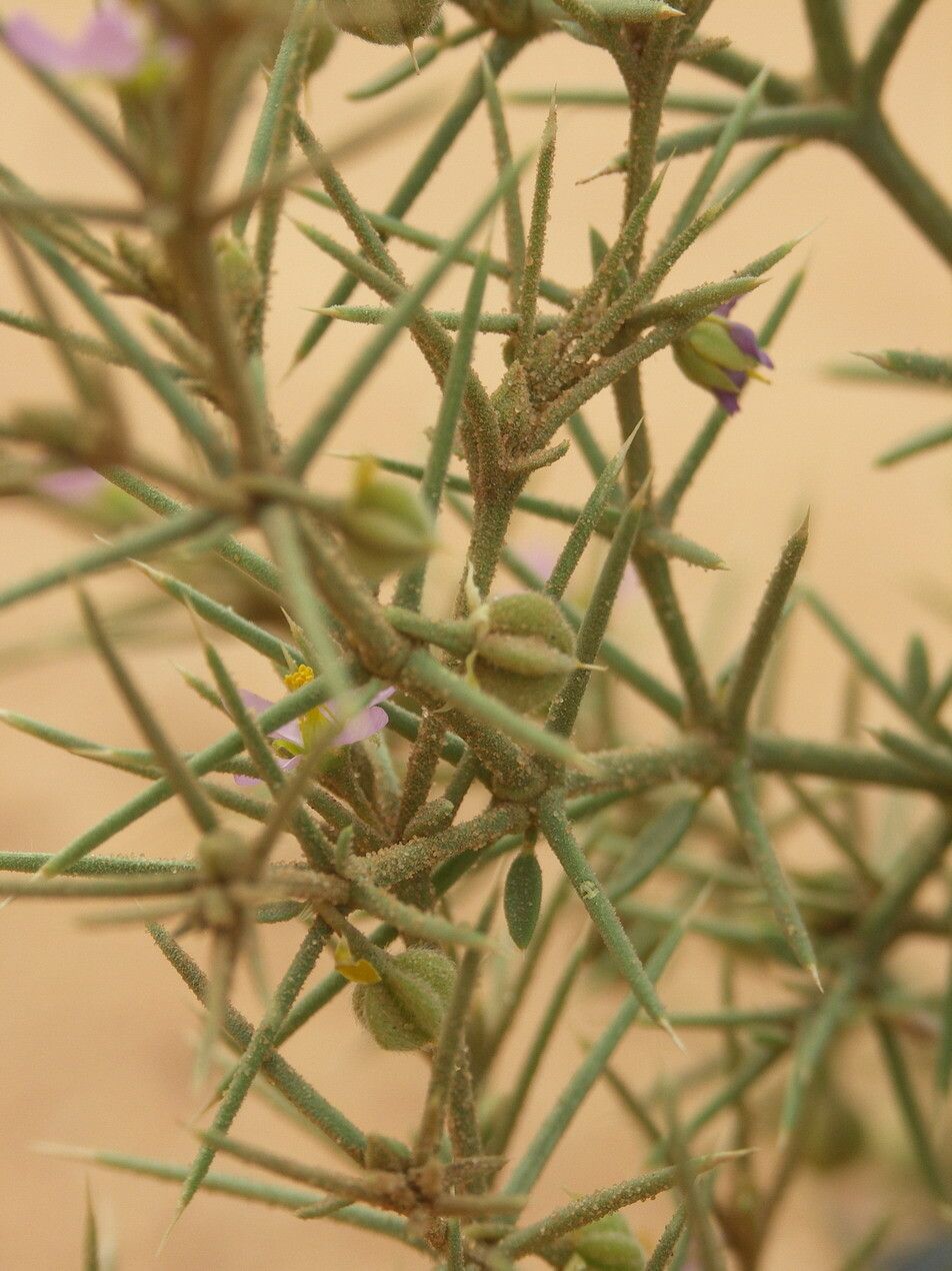 Fagonia arabica fruit