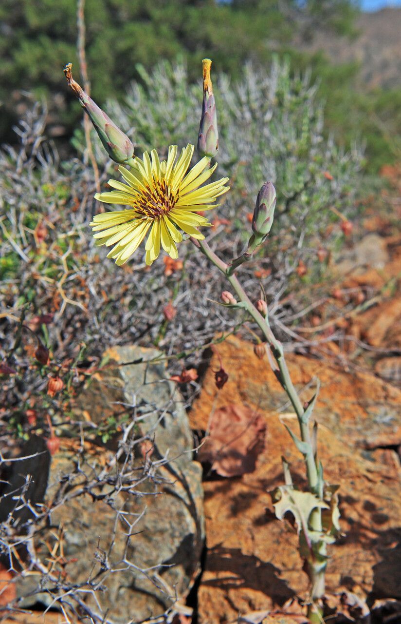 Lactuca tuberosa habit