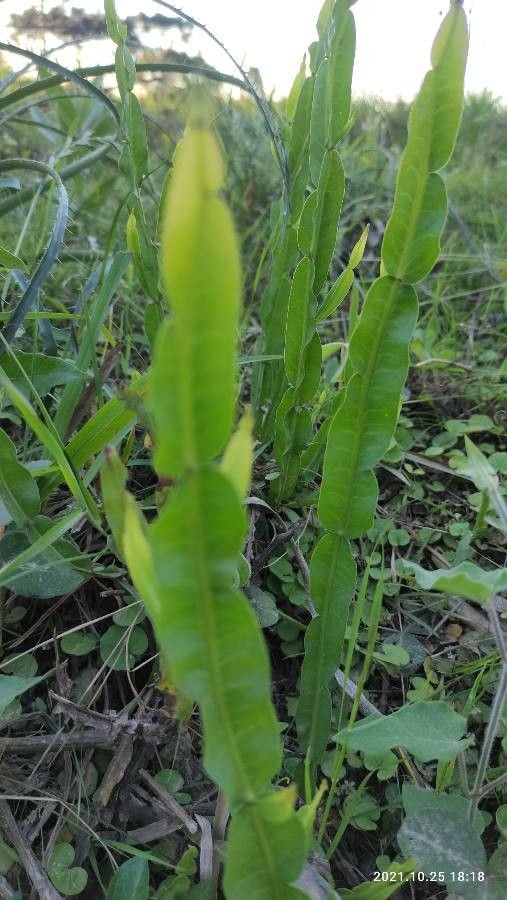 Baccharis trimera — search result for 'Baccharis'