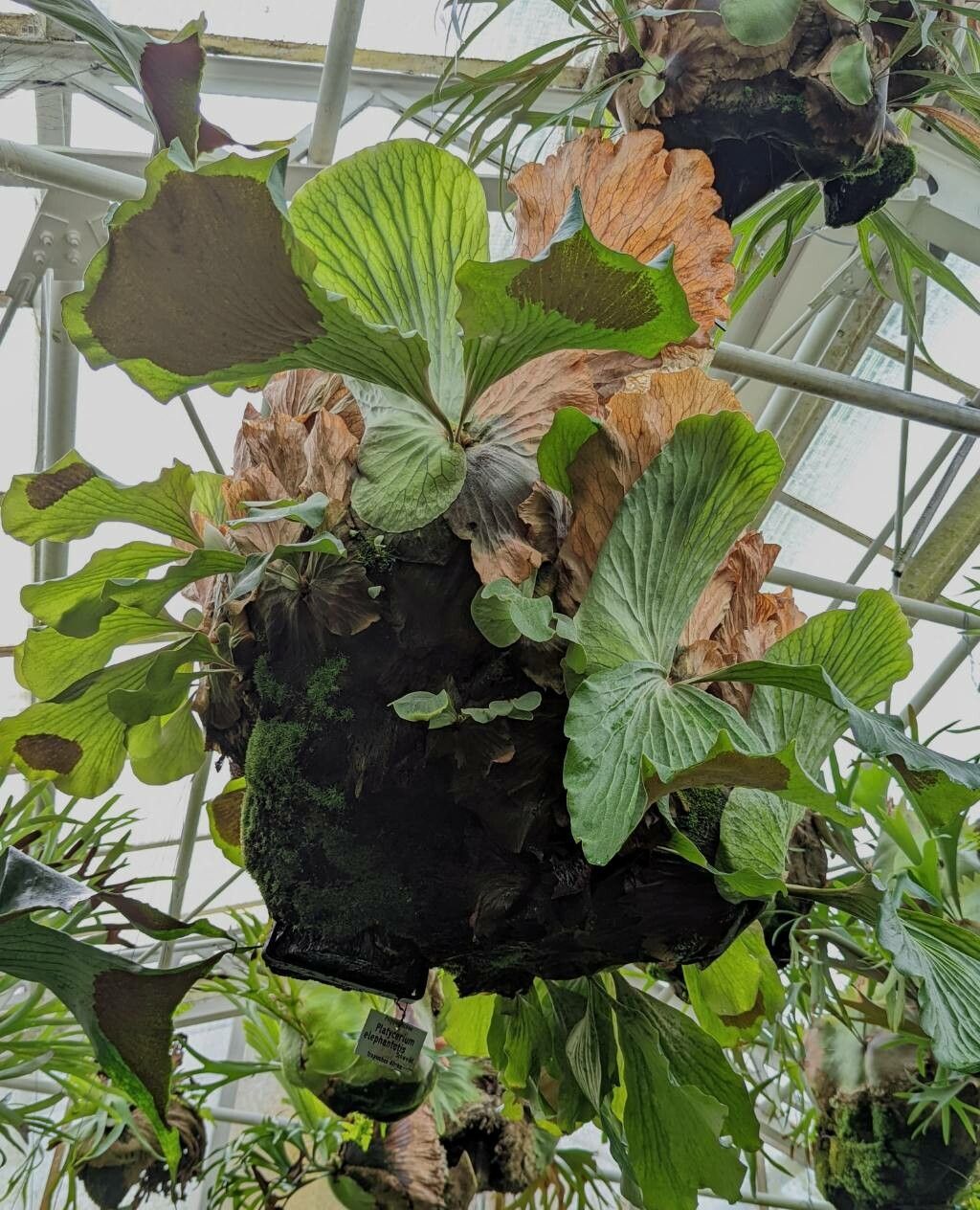 Platycerium angolense habit