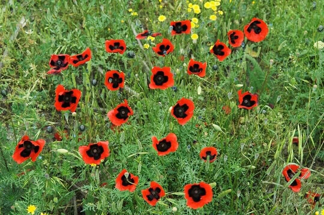 Papaver umbonatum flower