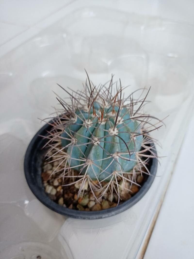 Melocactus azureus flower