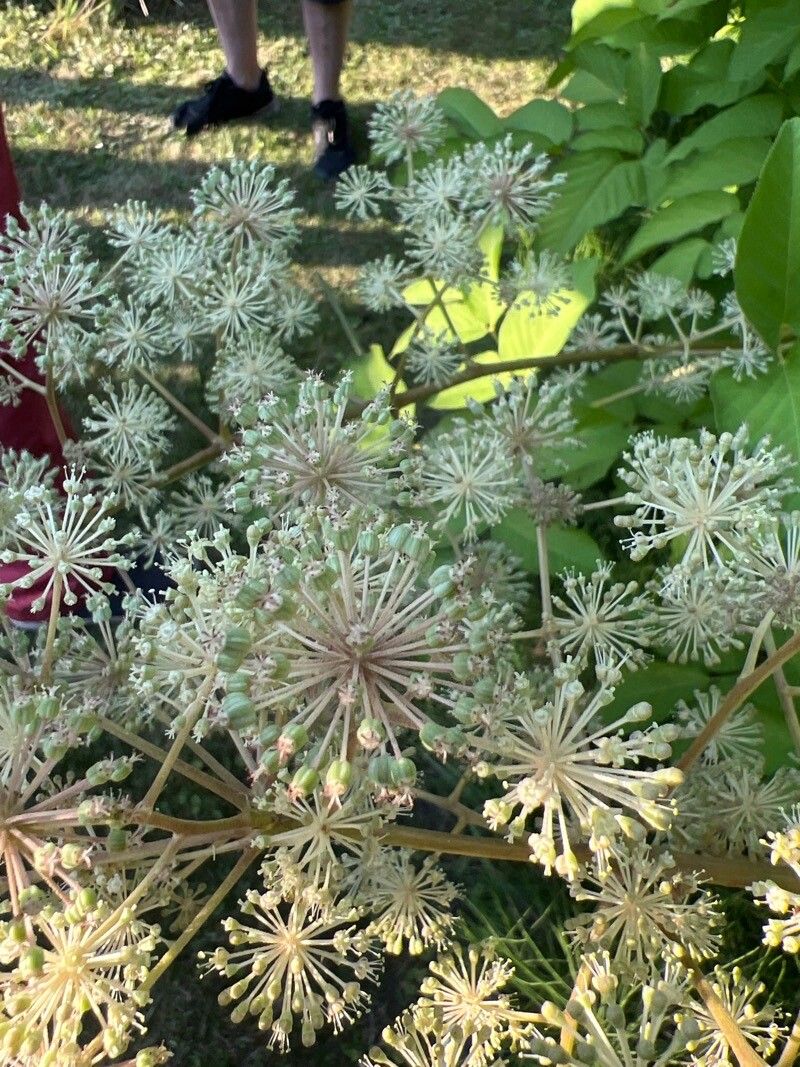 Aralia californica fruit