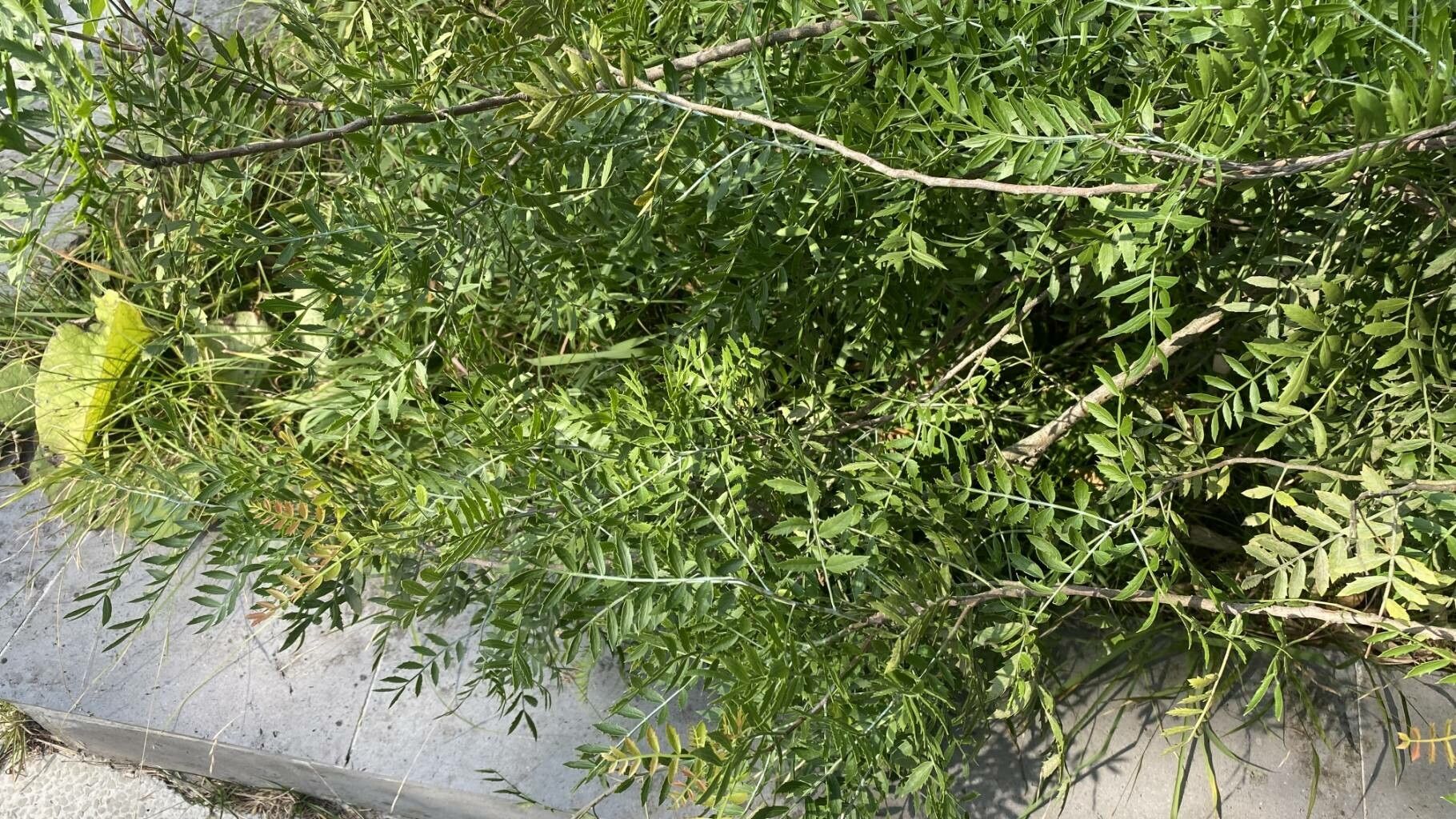 Schinus weinmanniifolia — search result for 'Schinus'