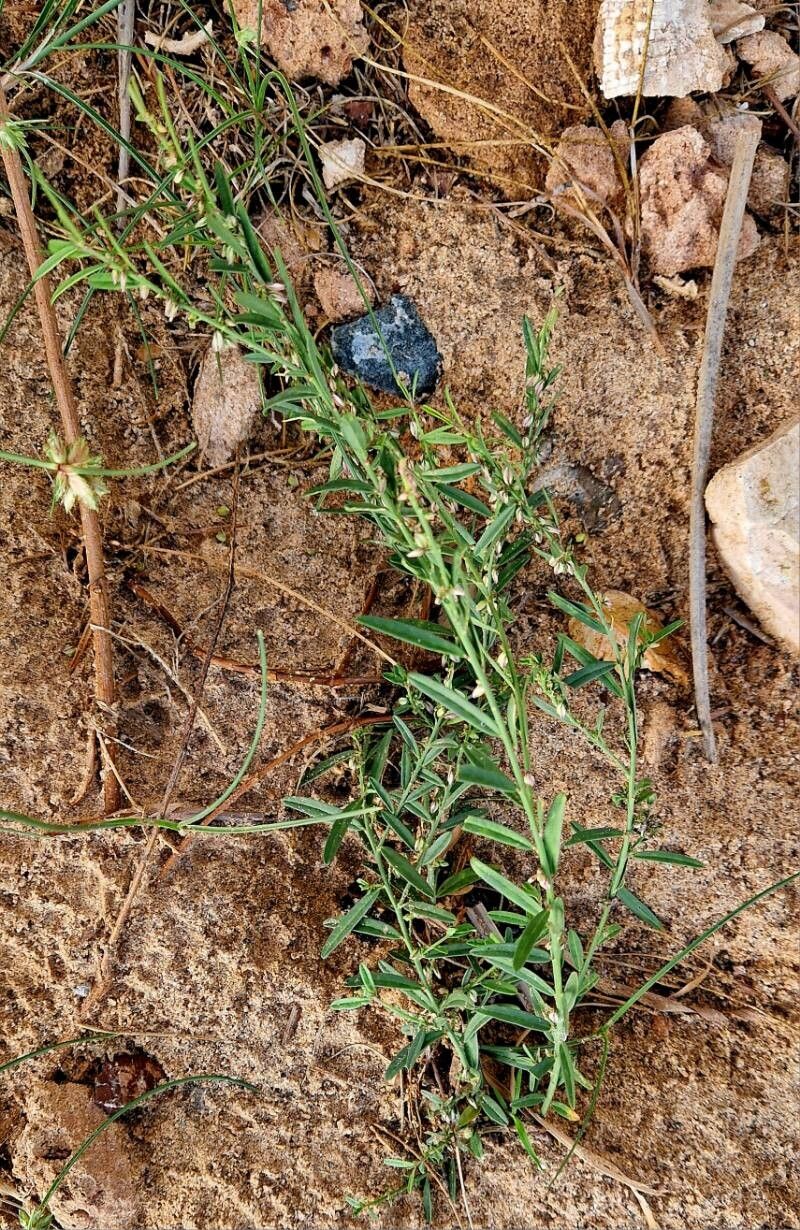Polygala erioptera habit