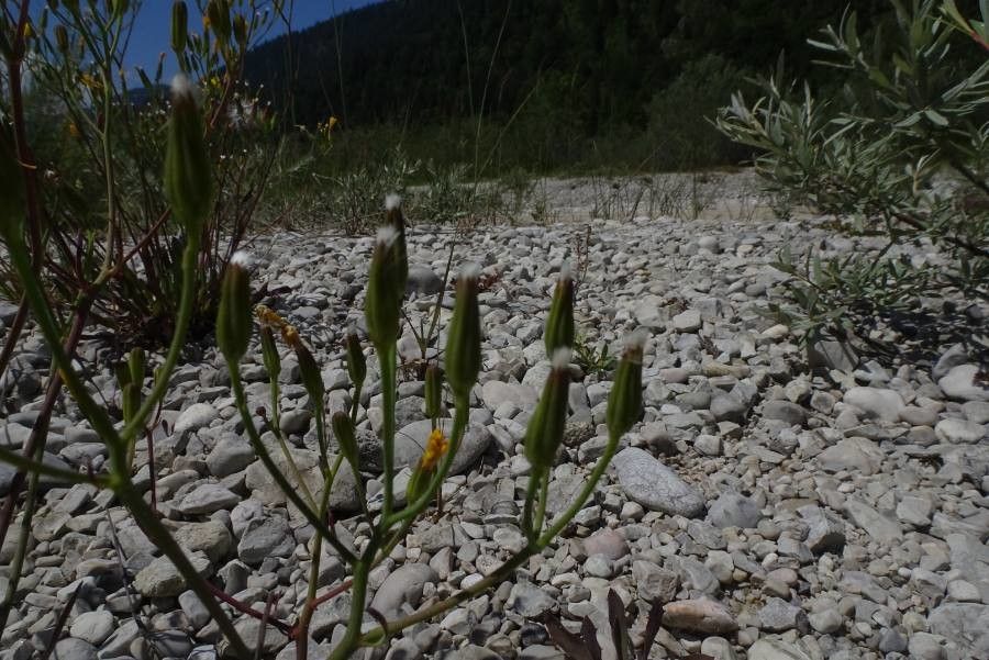 Chondrilla chondrilloides fruit