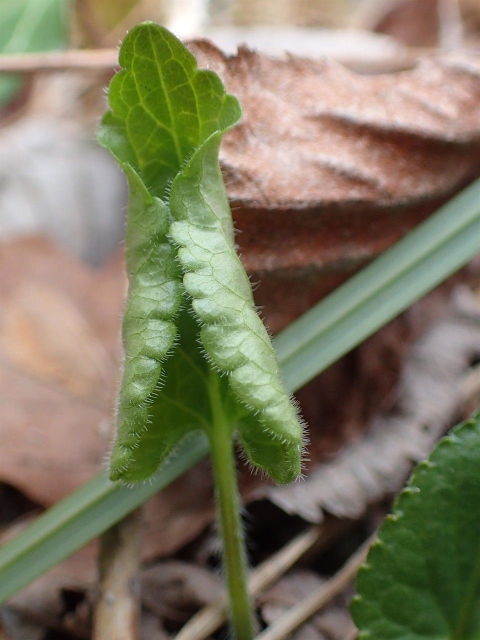 Viola alba fruit