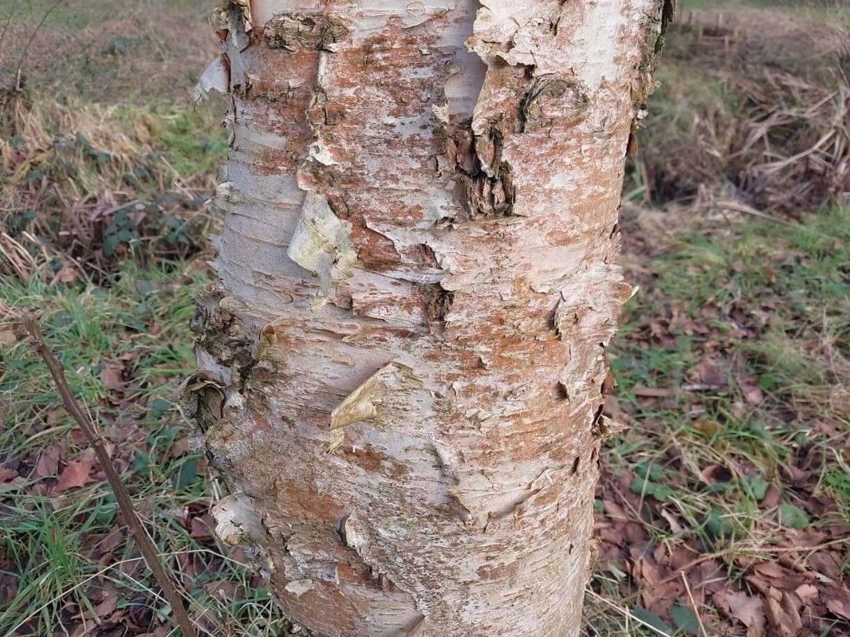 Betula × caerulea bark