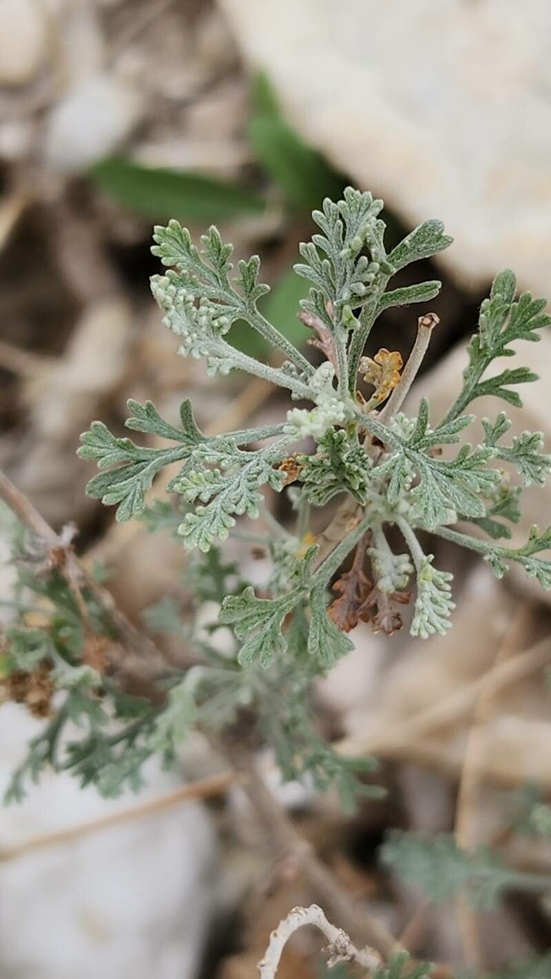 Artemisia sieberi leaf