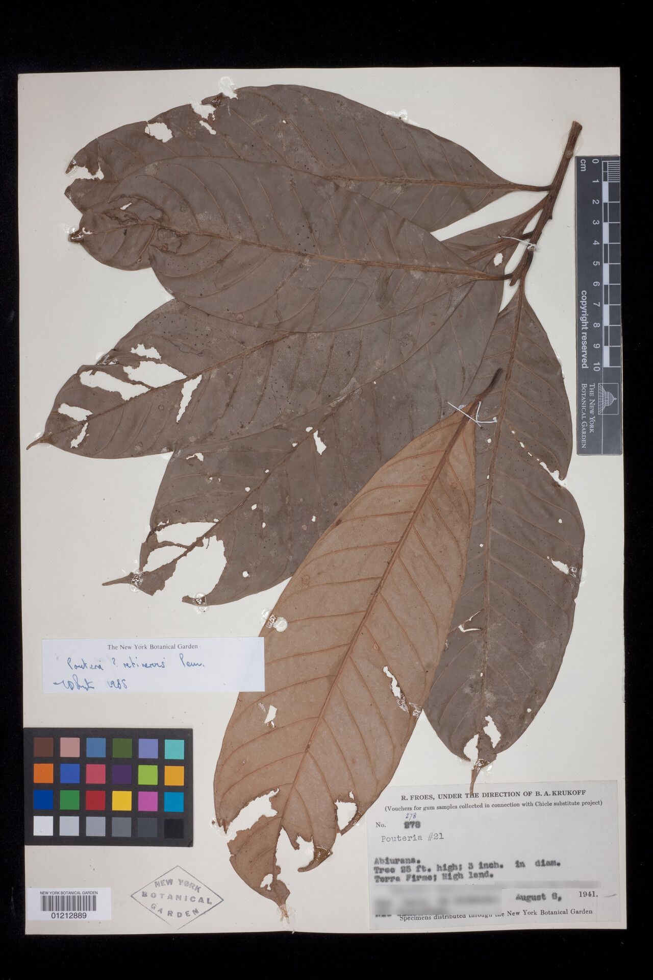 Pouteria retinervis — houseplant care guide