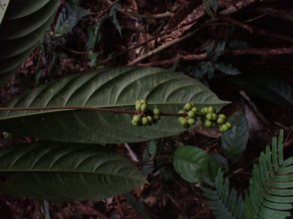 Ixora hippoperifera — houseplant care guide