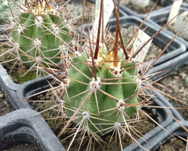 Echinopsis werdermannii — search result for 'Echinopsis'
